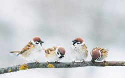 Fotobehang babymusjes op tak_230199676_DS